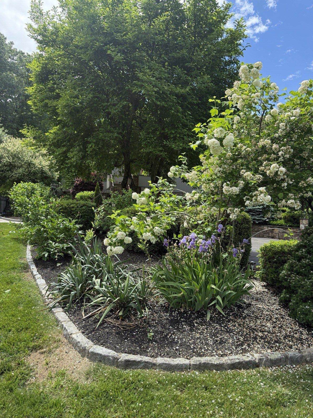 Lush Fairfield County landscape bed filled with blooming hydrangeas