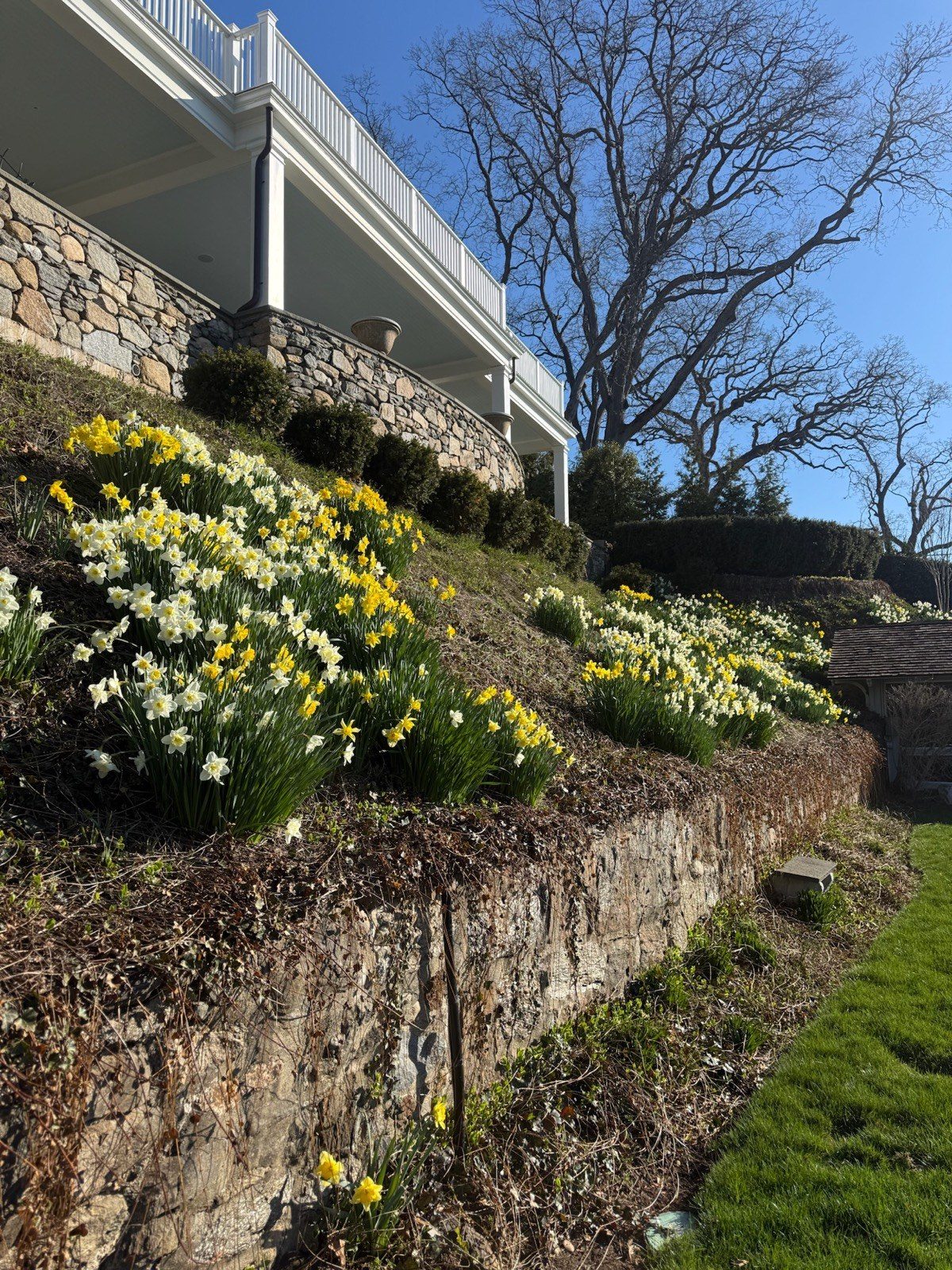 Seasonal color planting with daffodils across a landscaped slope