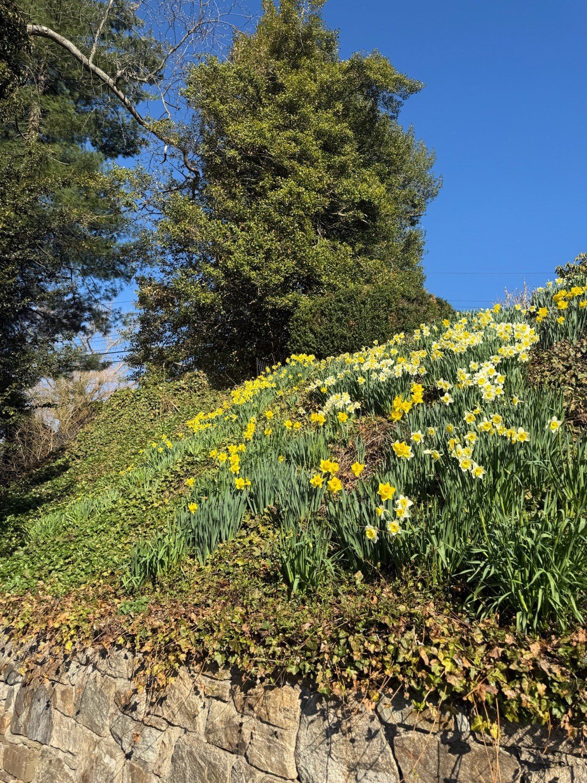 Spring color flower beds blooming along a natural stone wall