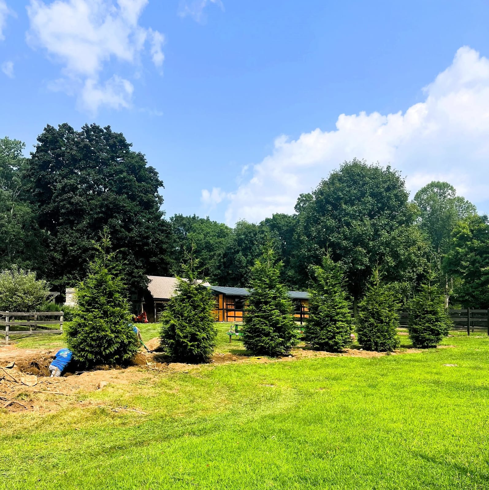 Evergreen privacy planting installed along a Fairfield County lawn
