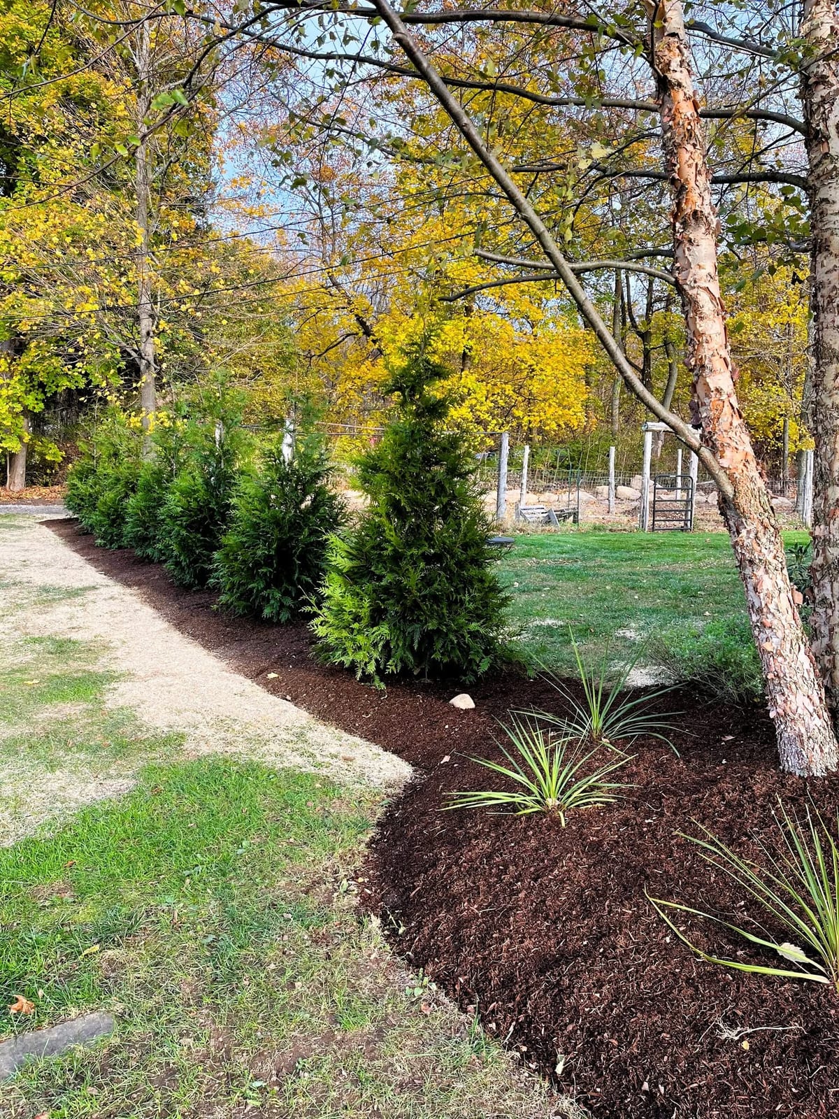 Fresh mulch and ornamental plantings in a Fairfield County landscape bed