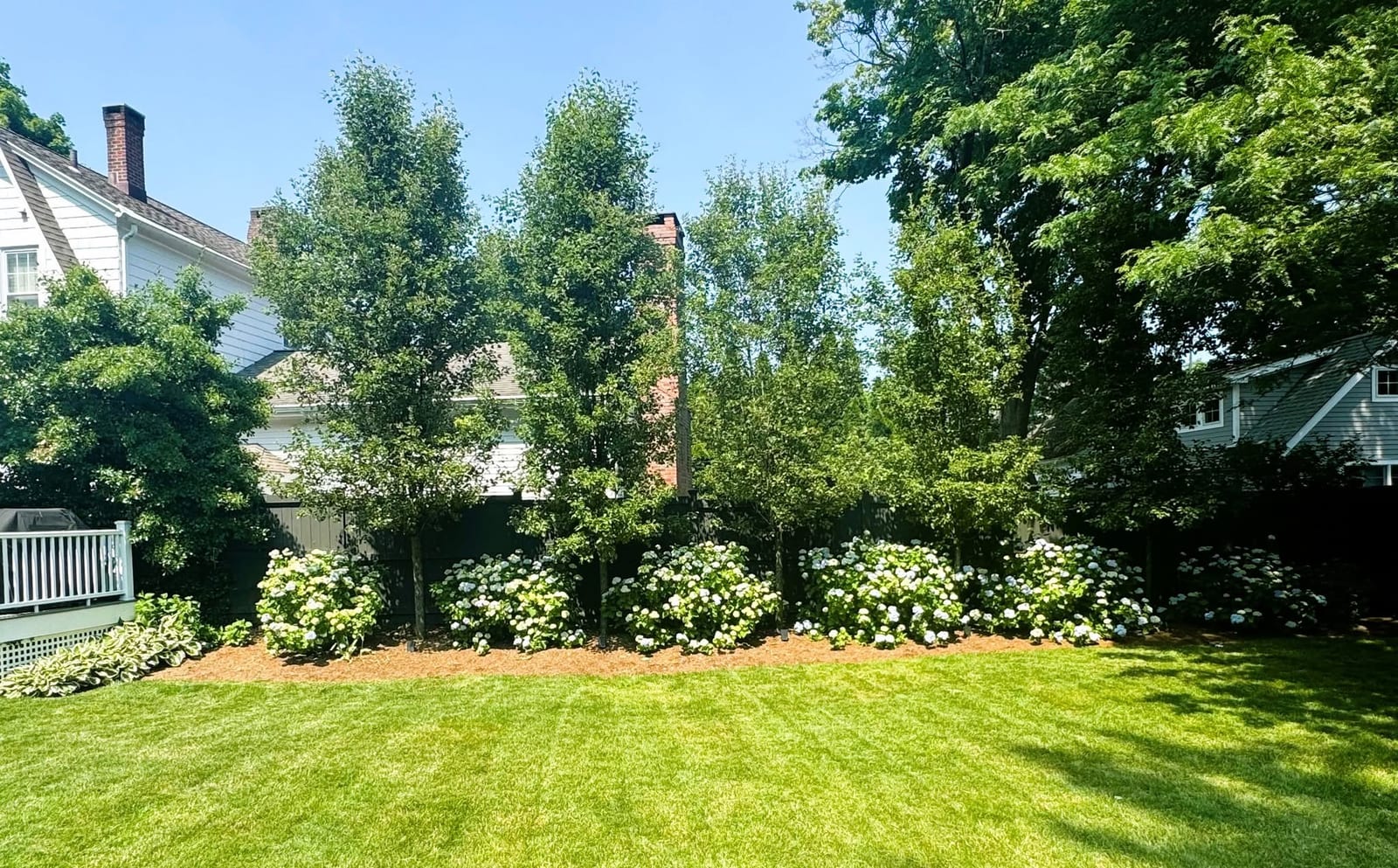 Backyard lawn bordered by privacy plantings and flowering shrubs