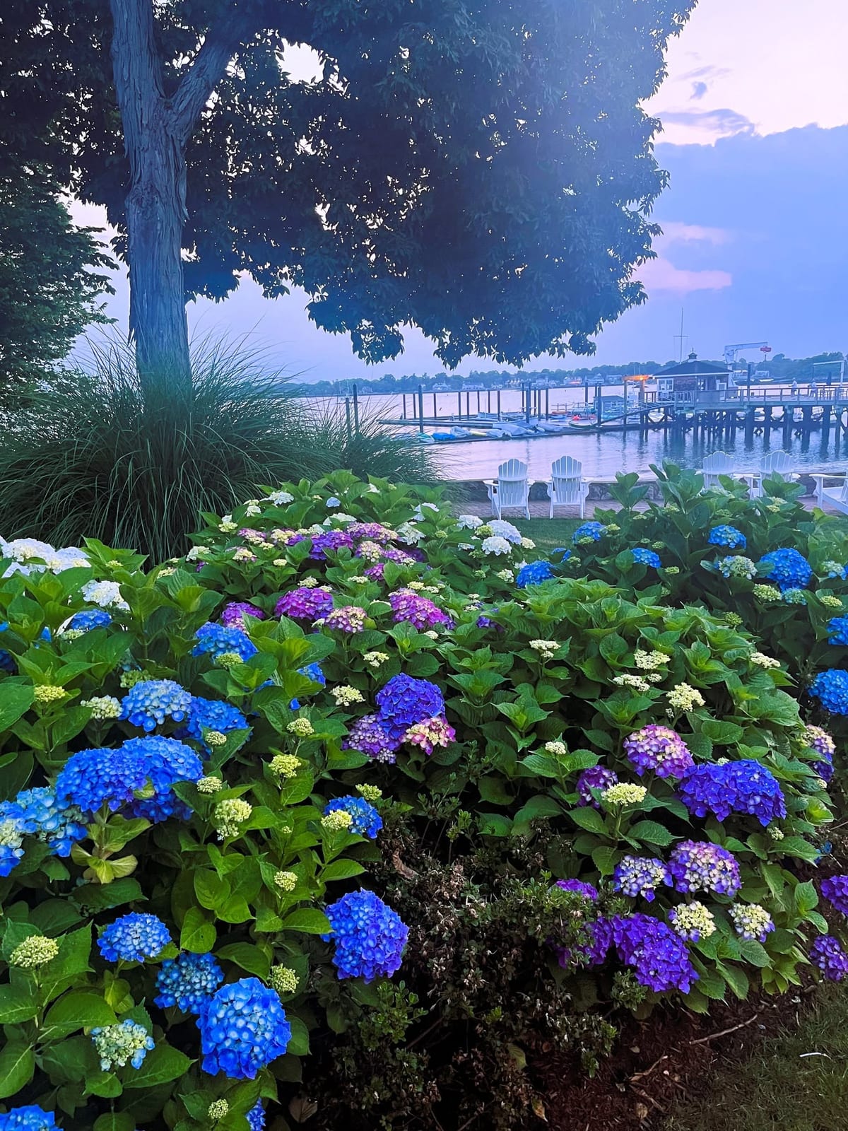 Colorful hydrangea planting beside a waterfront property