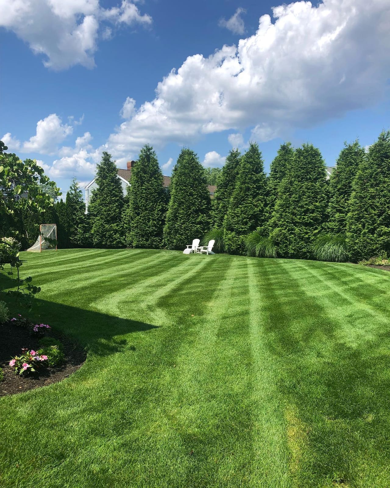 Striped lawn bordered by arborvitae privacy trees